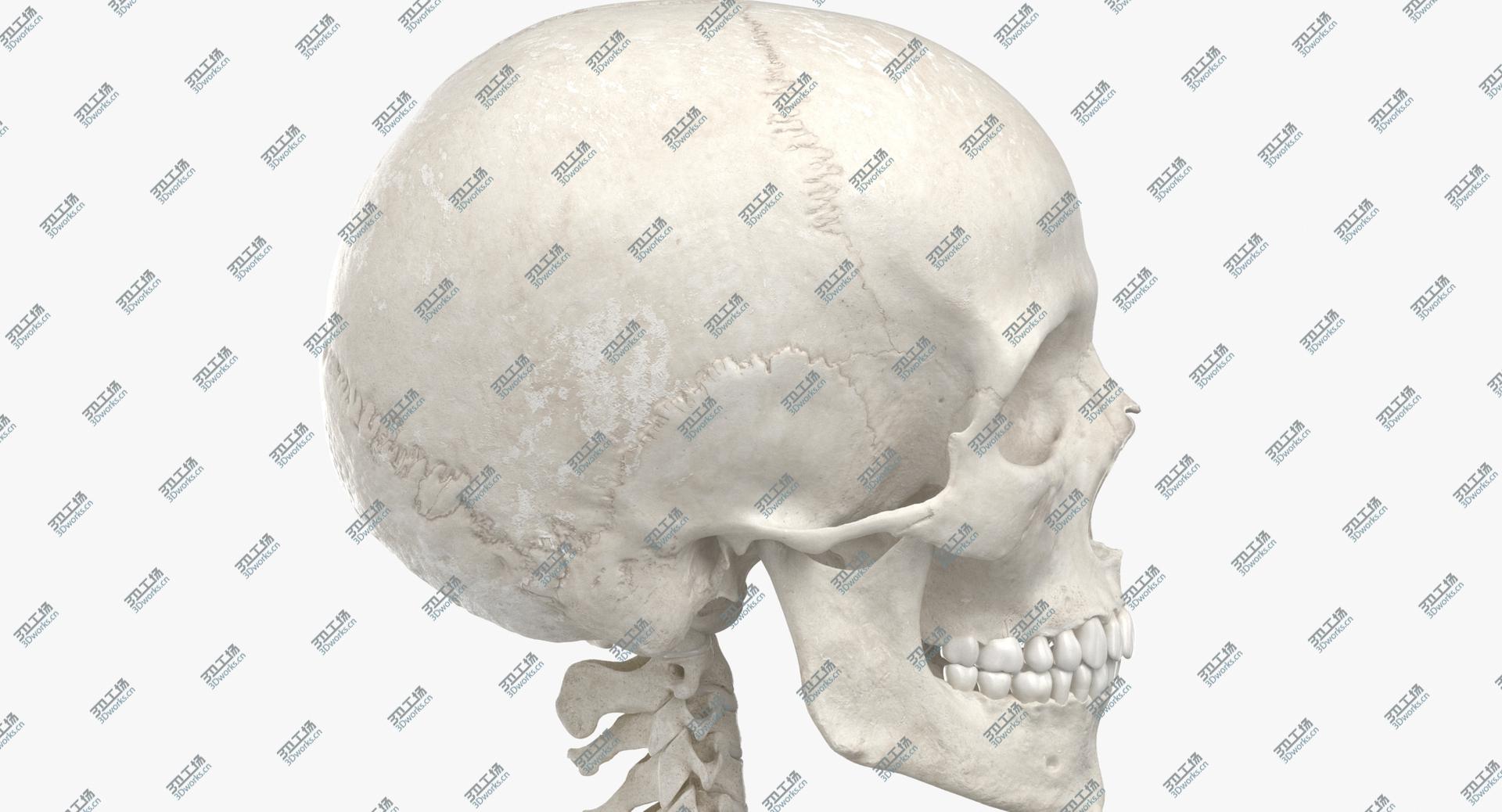 images/goods_img/202104021/3D Real Human Rib Cage Spine Male Skull Calvicle Scapula and Arms Bones Anatomy With Disks White/1.jpg